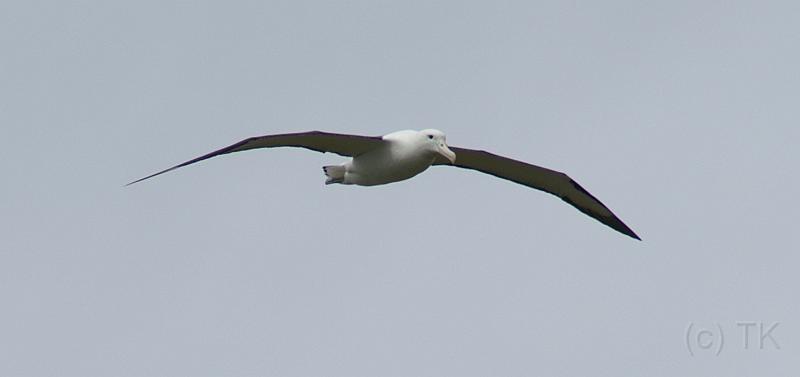 PICT94438_090116_OtagoPenin_c.jpg - Taiaroa Head, Otago Peninsula (Dunedin): Royal Albatross